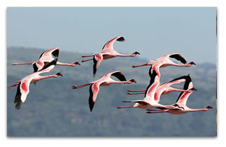 7-Days Safari Tour Package from Arusha Tanzania 